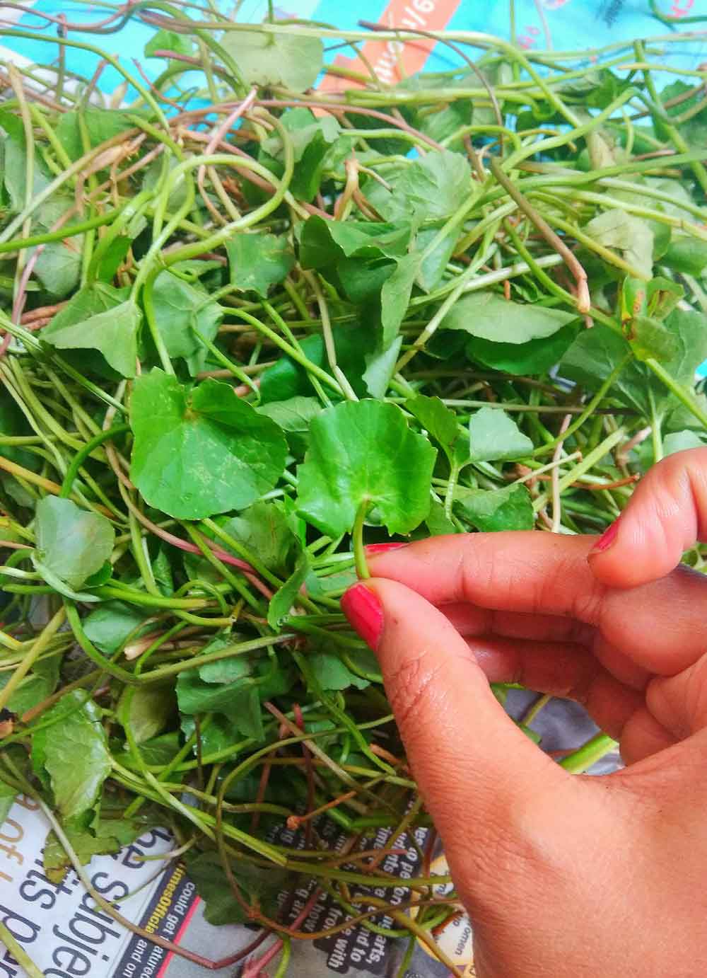 ONDELAGA RASAM / VALLARAI KEERAI EASY BRAHMI LEAVES RECIPES Cook