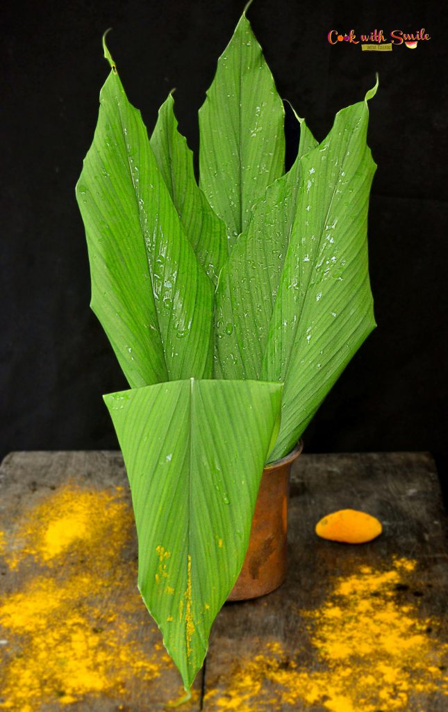 turmeric leaf