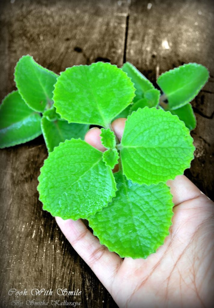 doddapatre leaf
